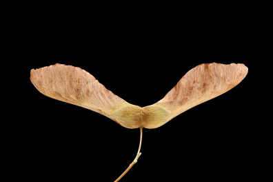 Disamare de l'Erable plane (Acer platanoïdes)